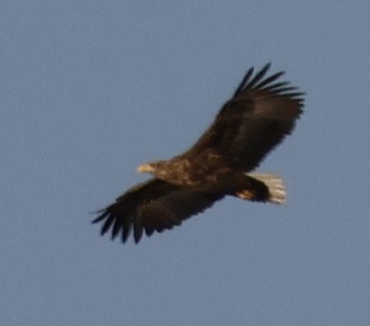 White-tailed Eagle - ML611517677
