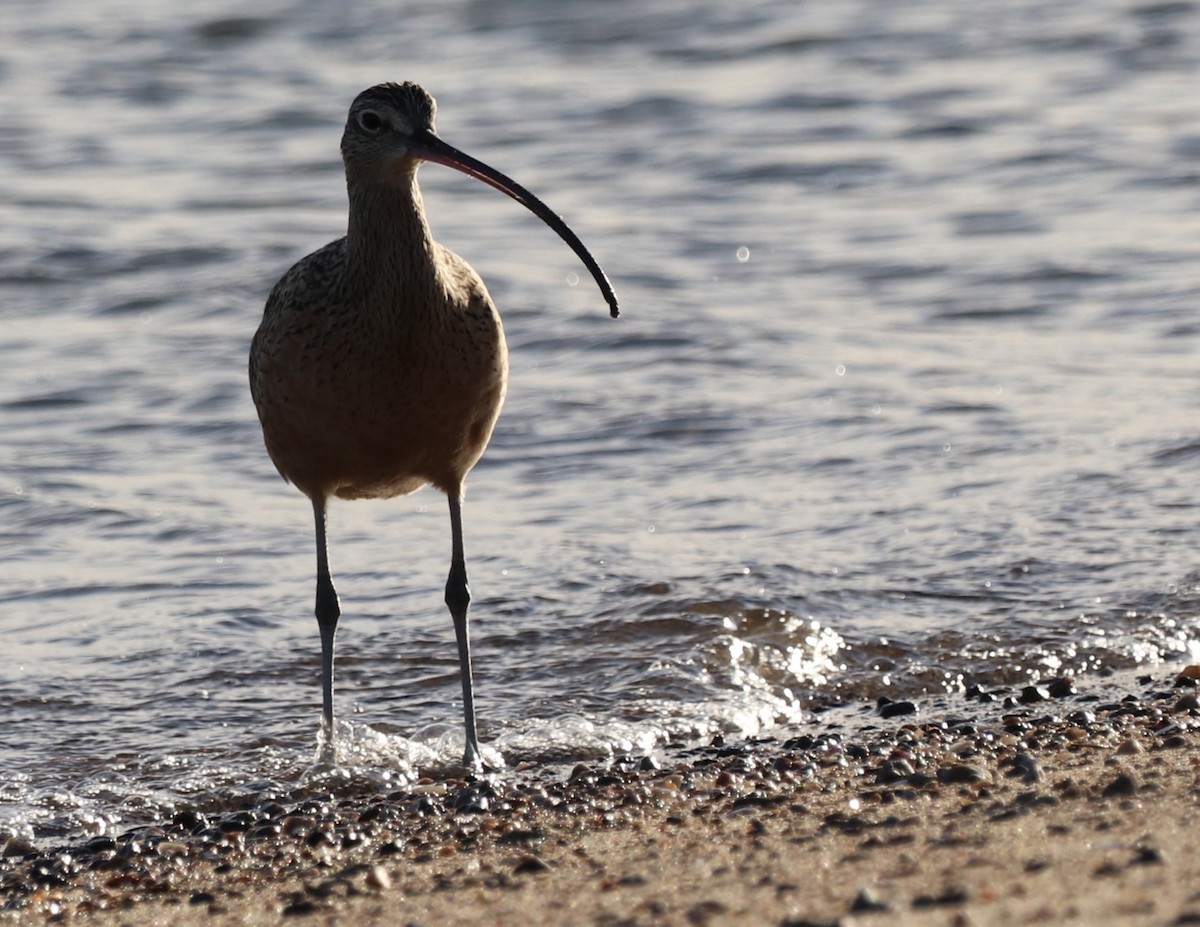 Long-billed Curlew - ML611517680