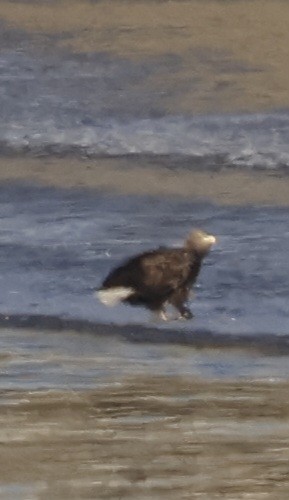 White-tailed Eagle - ML611517684