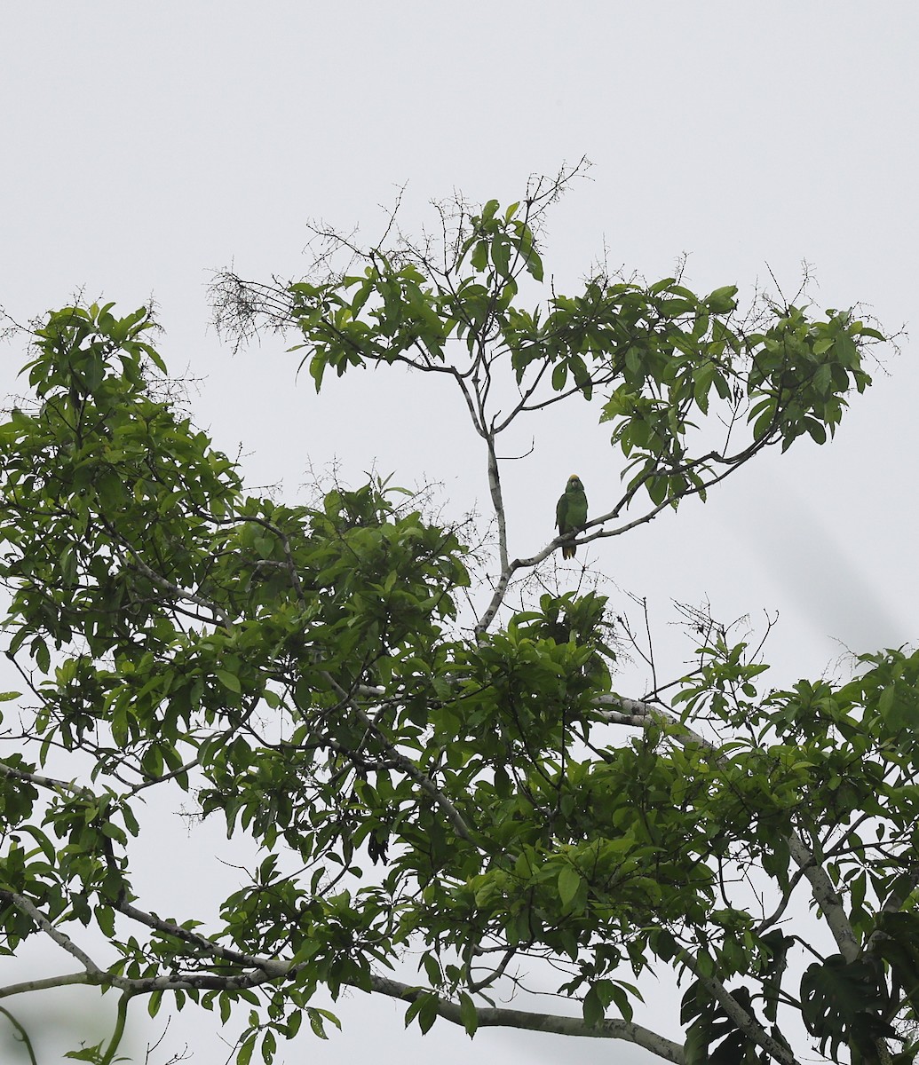 Yellow-crowned Parrot - ML611517699