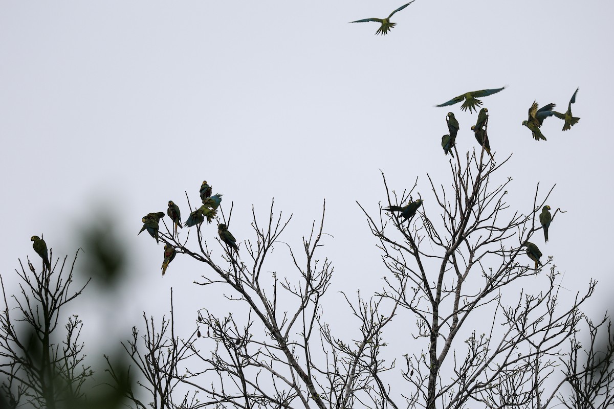 Red-bellied Macaw - ML611517720