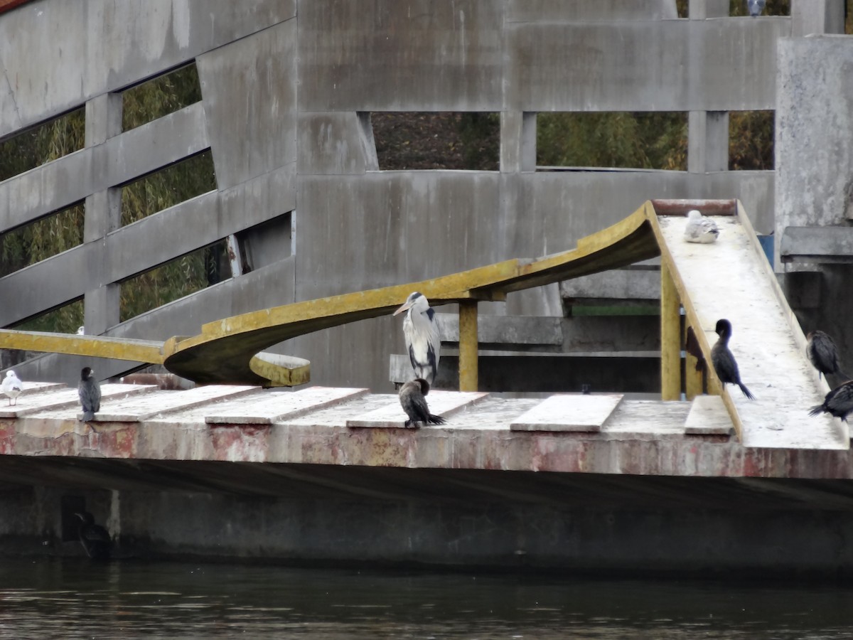 Gray Heron - Julia Minoda