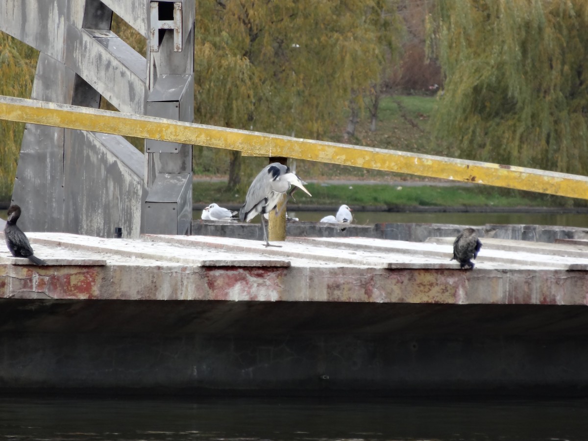 Gray Heron - ML611517741