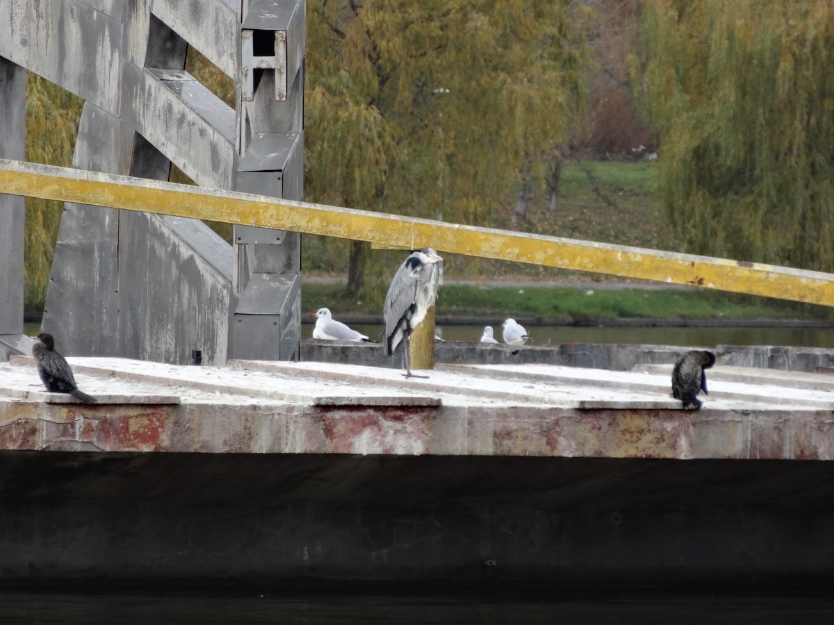 Gray Heron - ML611517742