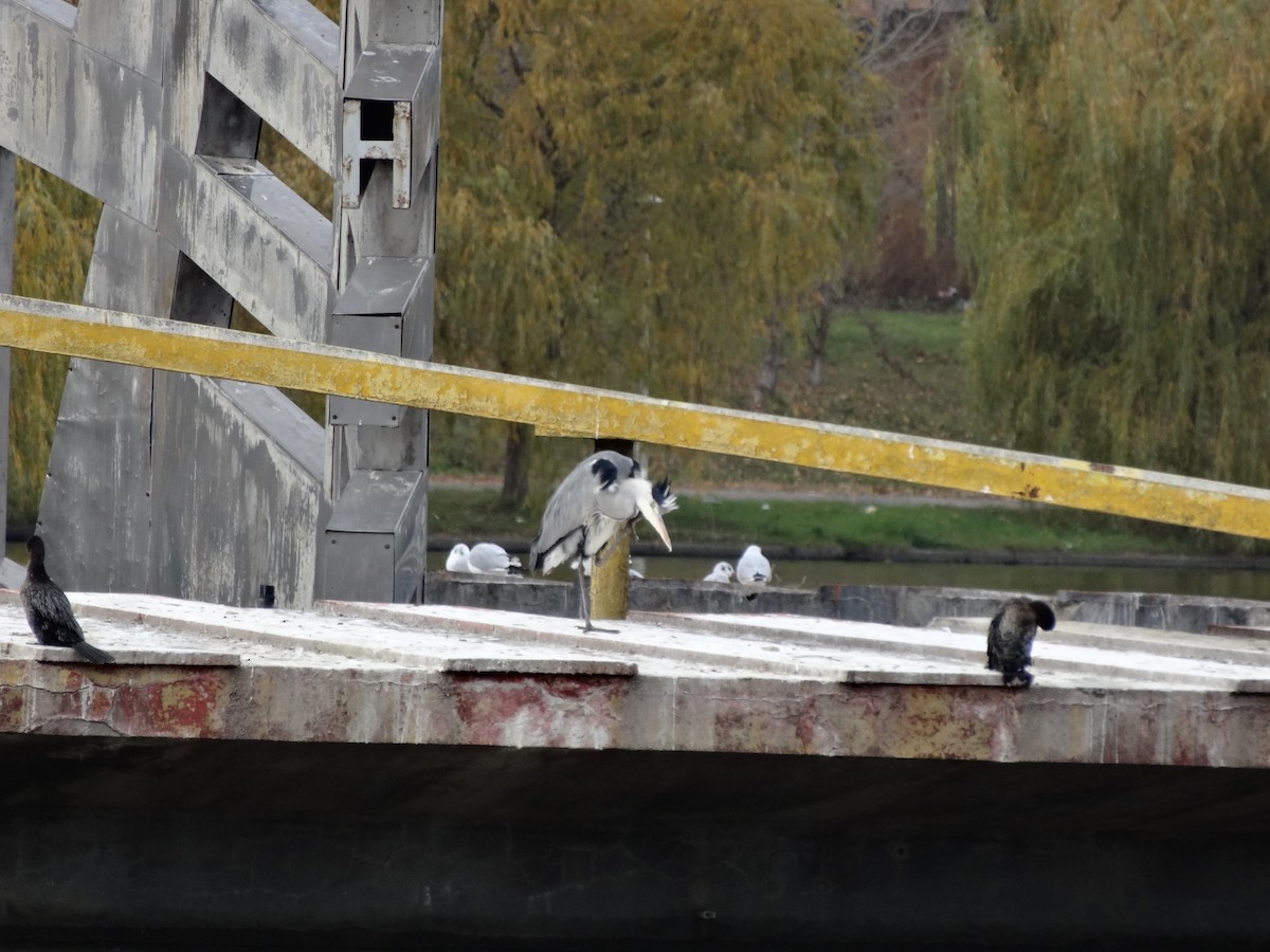 Gray Heron - ML611517743