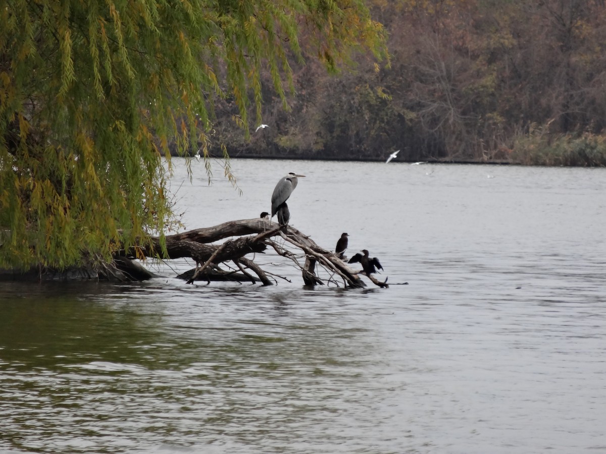 Pygmy Cormorant - ML611517749