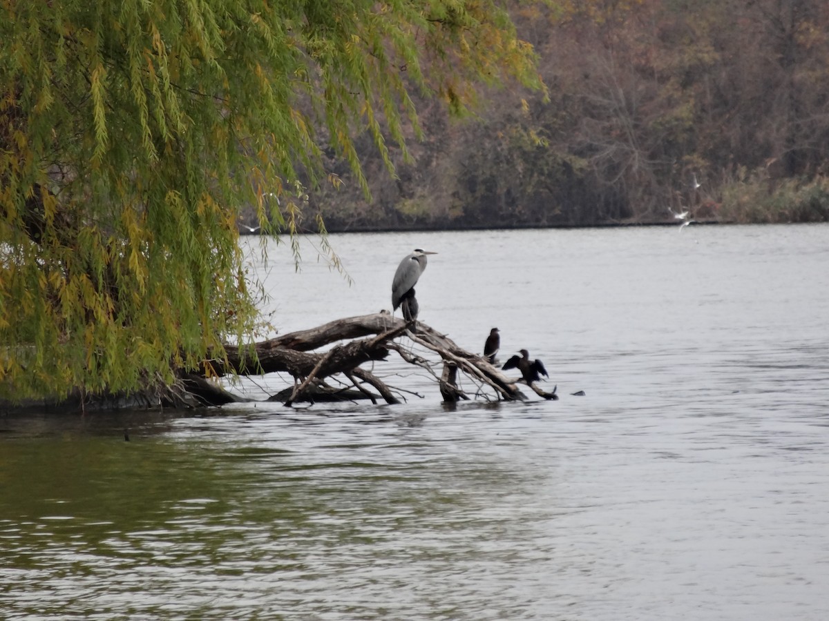Pygmy Cormorant - ML611517751