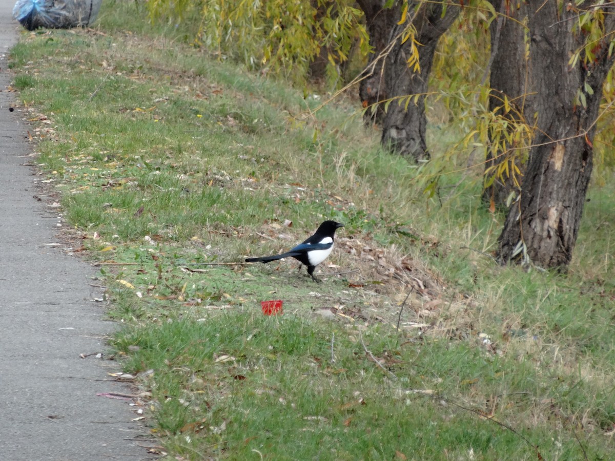Eurasian Magpie - ML611517758