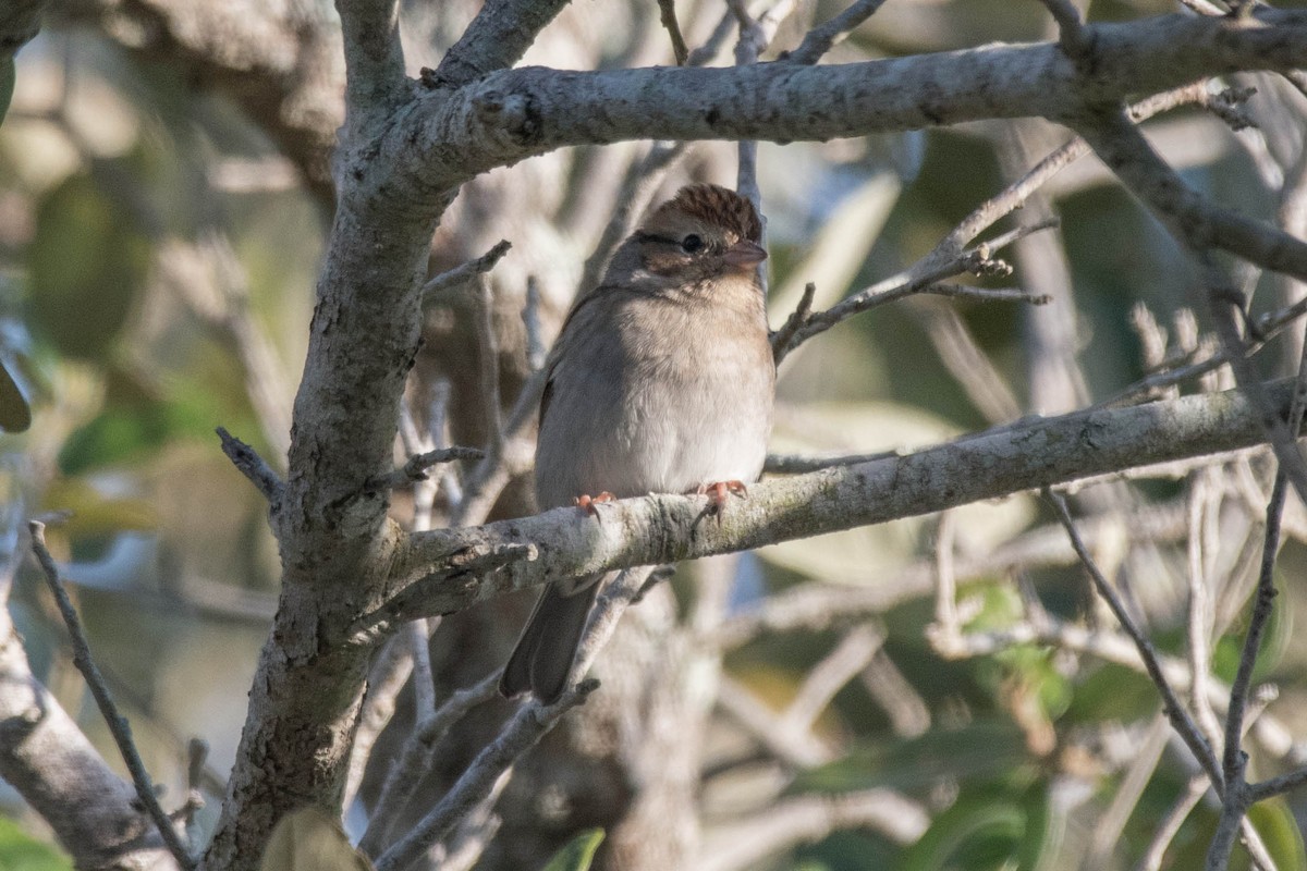 Chipping Sparrow - Joshua Little