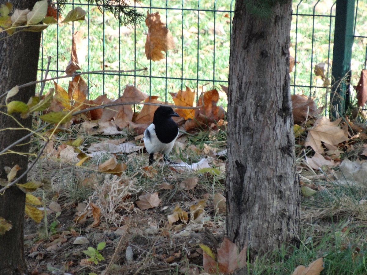 Eurasian Magpie - ML611517769