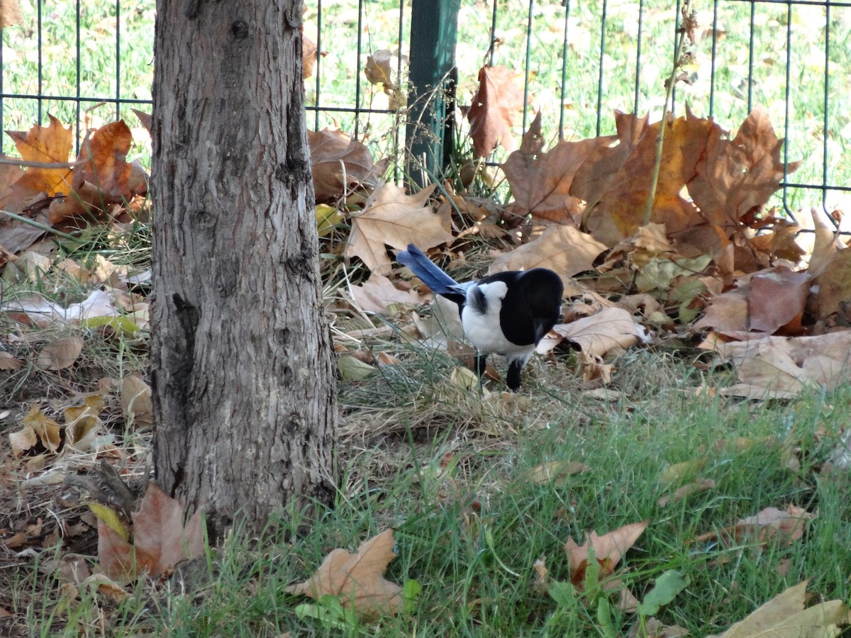 Eurasian Magpie - ML611517770