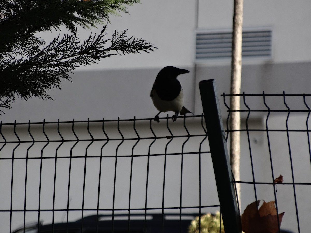 Eurasian Magpie - ML611517775