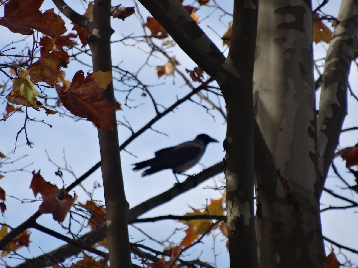 Hooded Crow - ML611517791