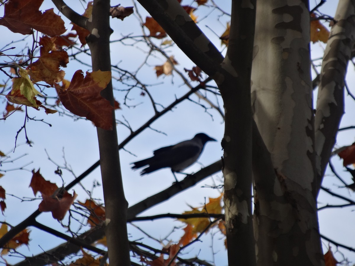 Hooded Crow - ML611517791