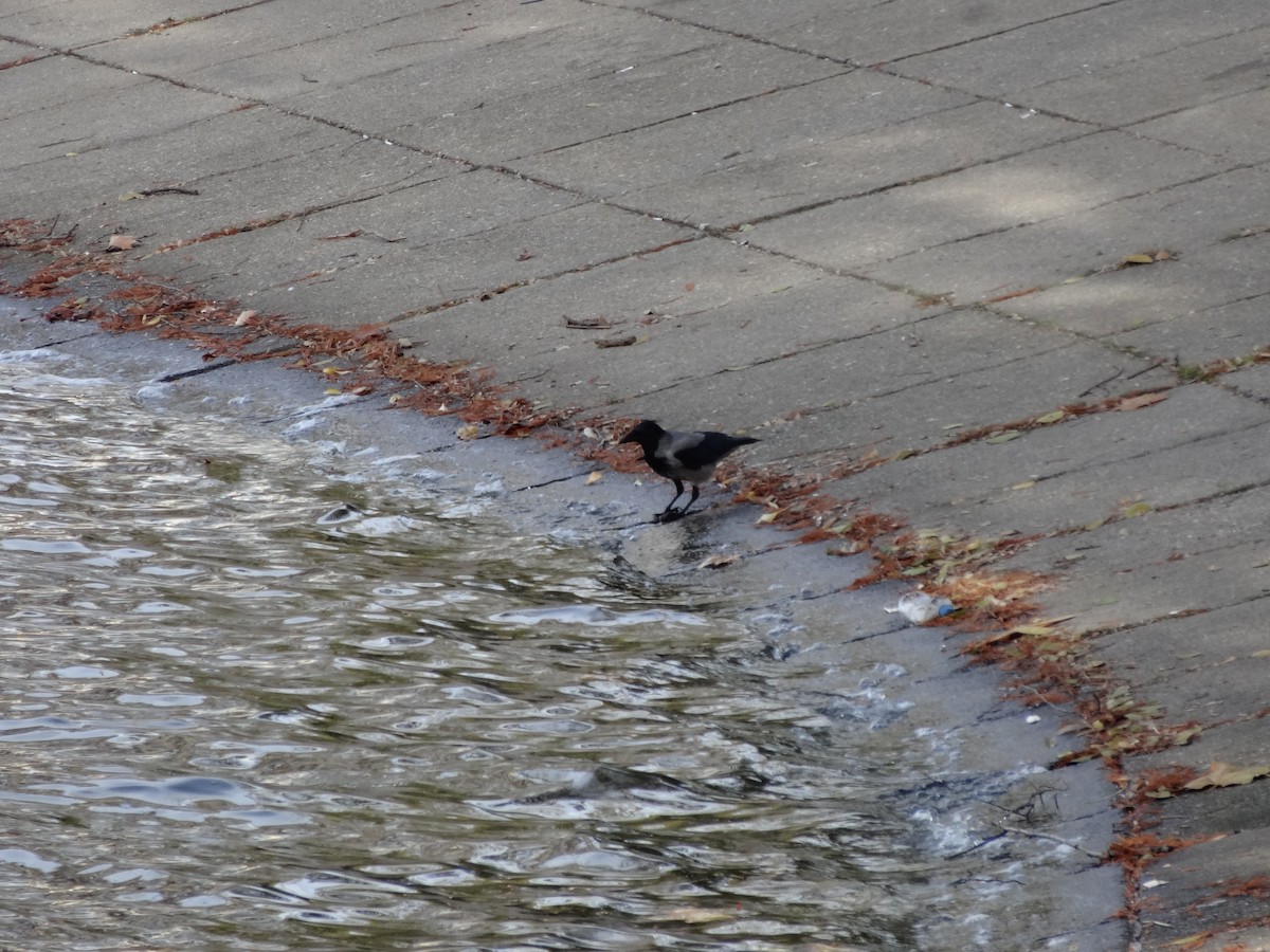 Hooded Crow - ML611517793