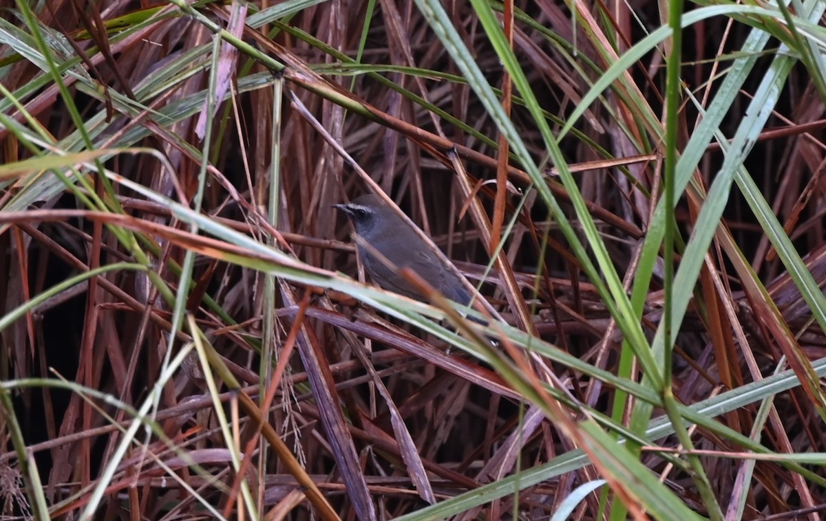 Himalayan Rubythroat - ML611517827