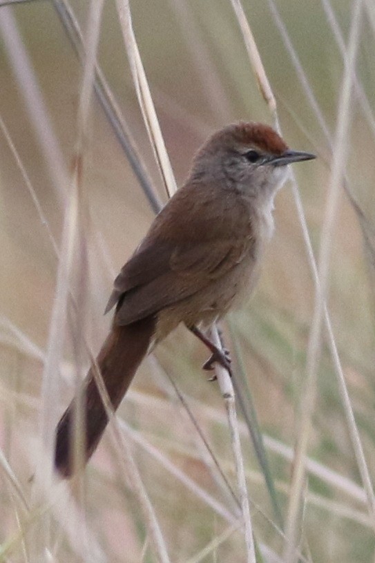 Spinifex-Schilfsänger - ML611517863