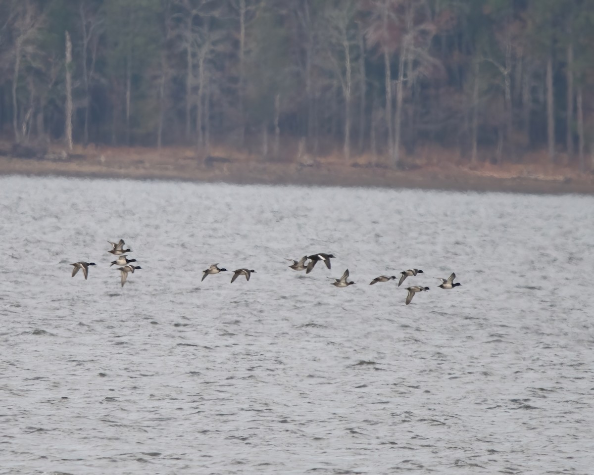 White-winged Scoter - Lincoln Martin