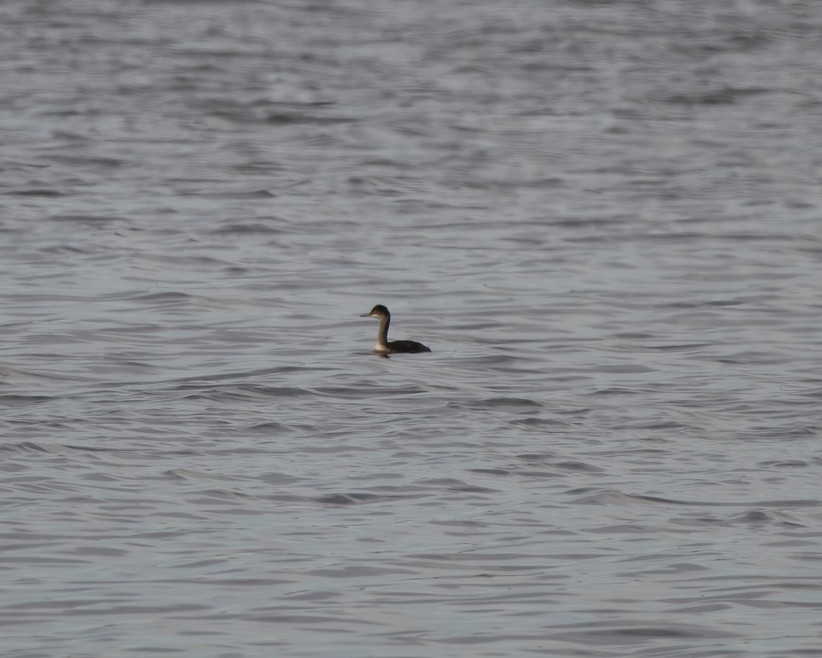 Eared Grebe - Lincoln Martin