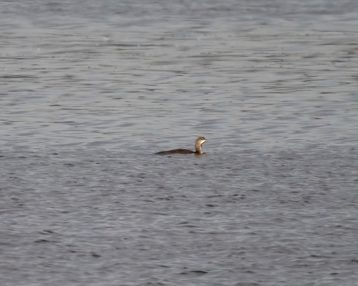 Red-throated Loon - Lincoln Martin