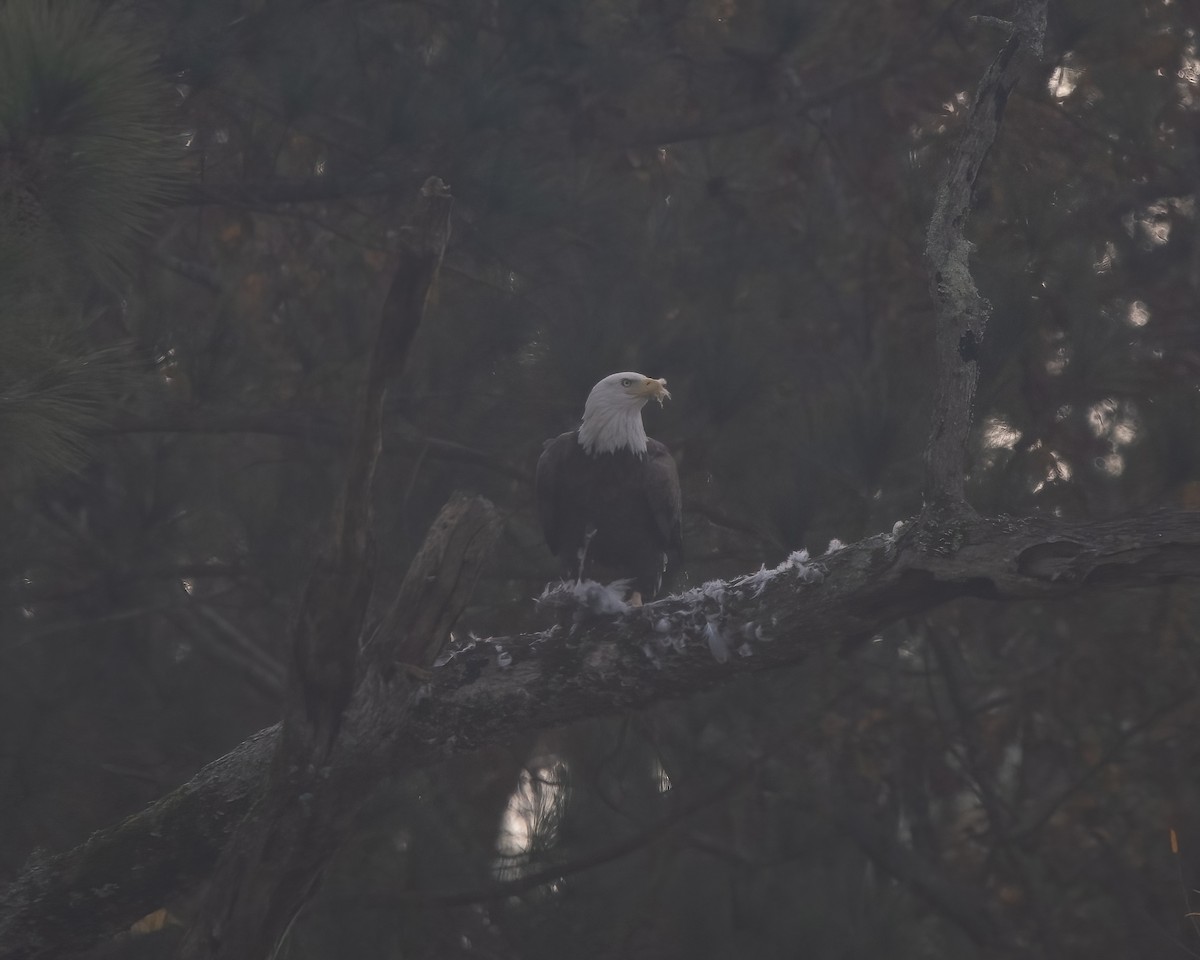 Weißkopf-Seeadler - ML611517899