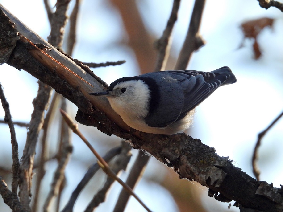 White-breasted Nuthatch - ML611517900