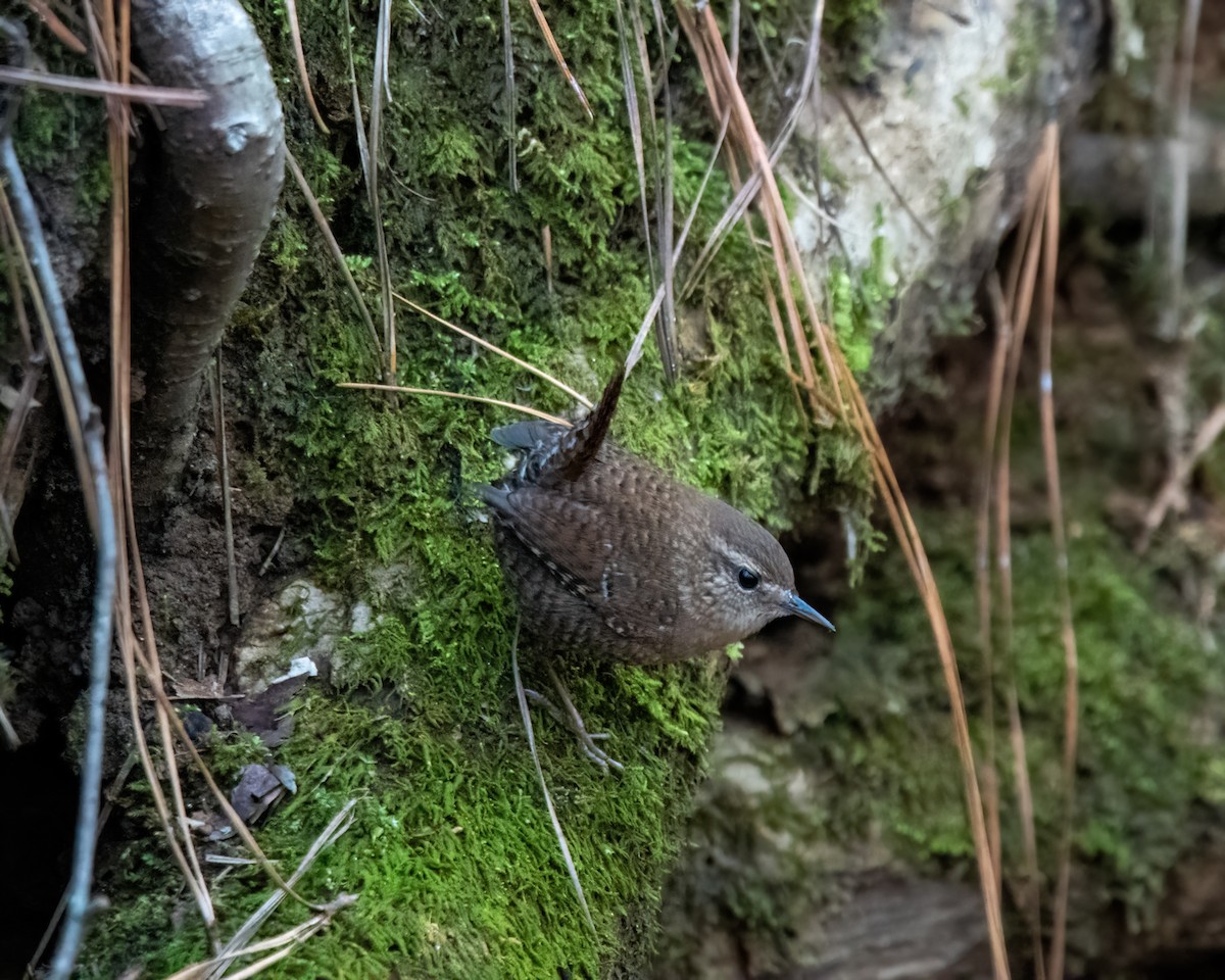 Troglodyte des forêts - ML611517925