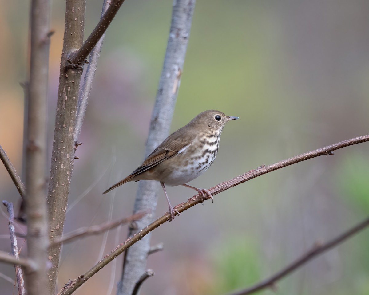 Hermit Thrush - Lincoln Martin