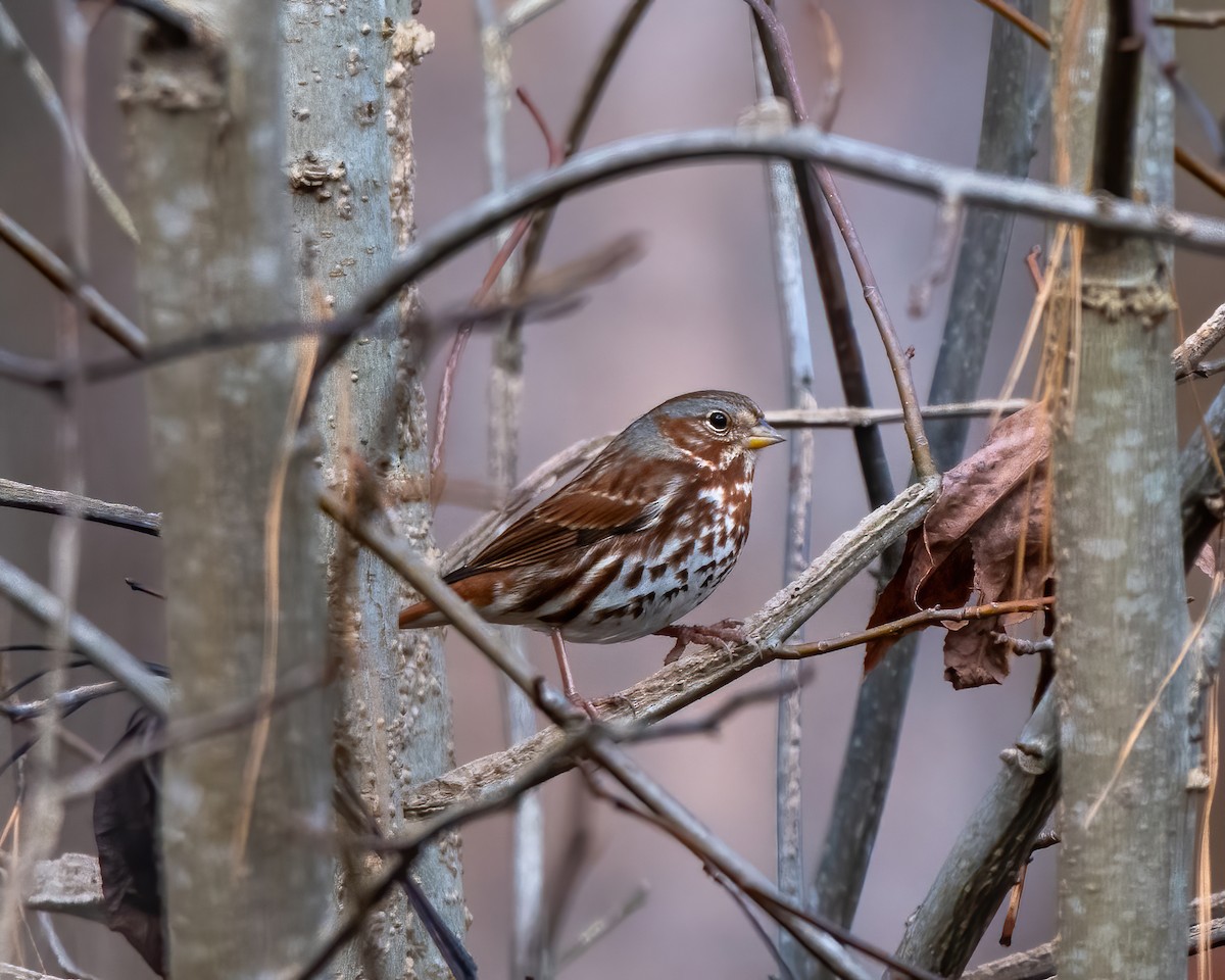 Fox Sparrow (Red) - Lincoln Martin