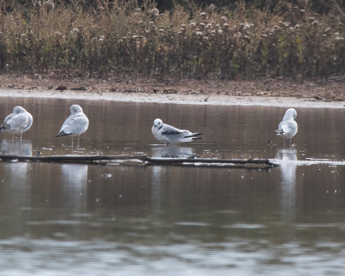 Mouette tridactyle - ML611517965