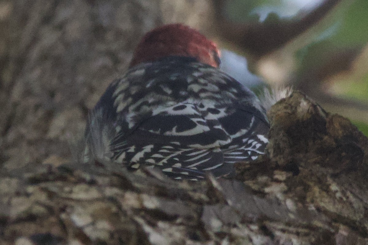 Red-breasted Sapsucker - ML611518016