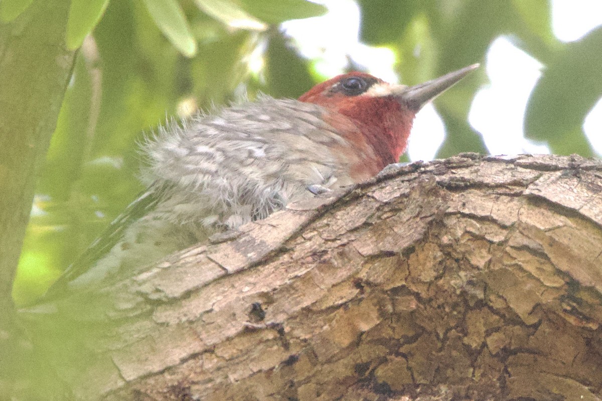 Pic à poitrine rouge - ML611518048