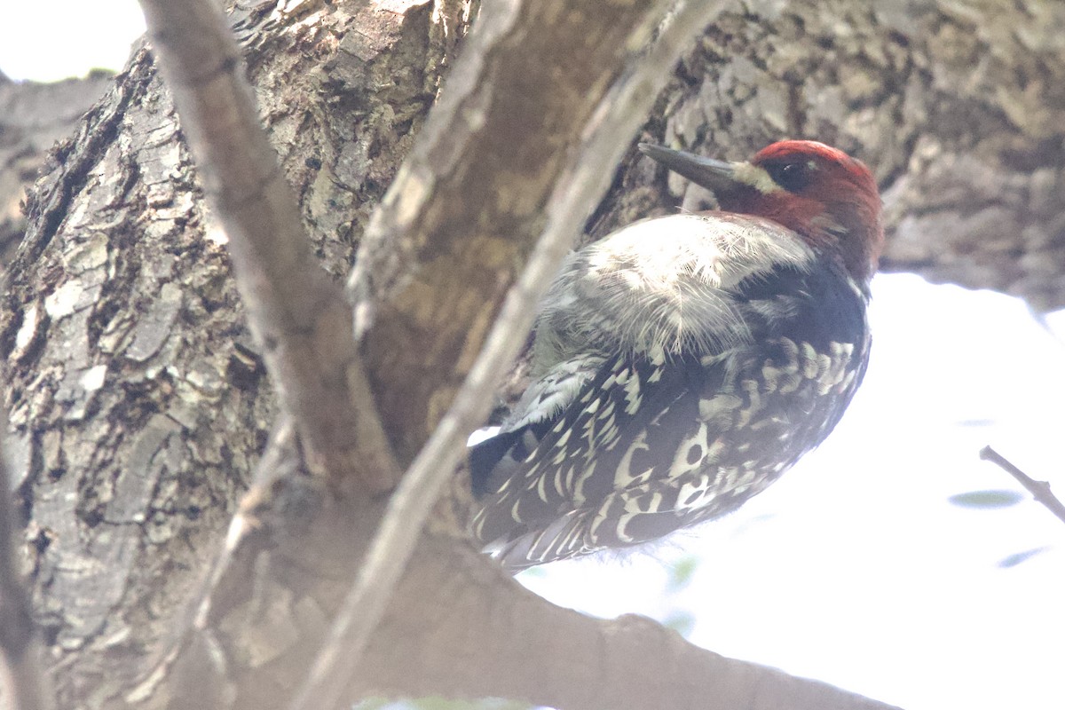 Red-breasted Sapsucker - ML611518049