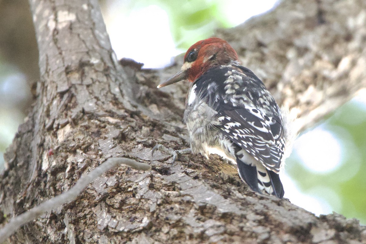 Red-breasted Sapsucker - ML611518051