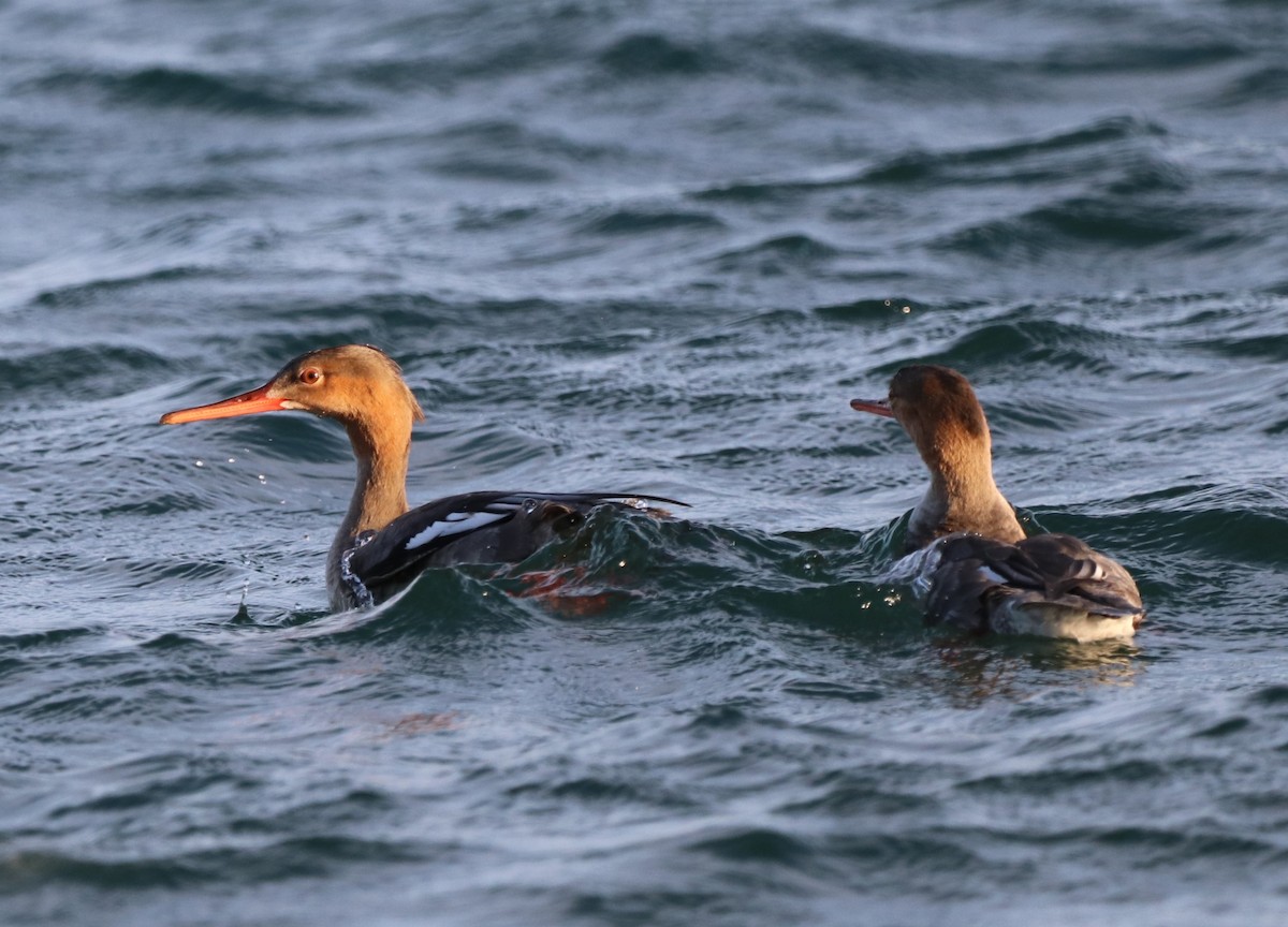 Red-breasted Merganser - ML611518074