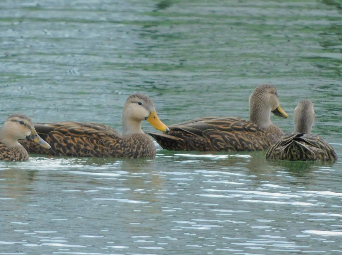 Mottled Duck - ML611518097