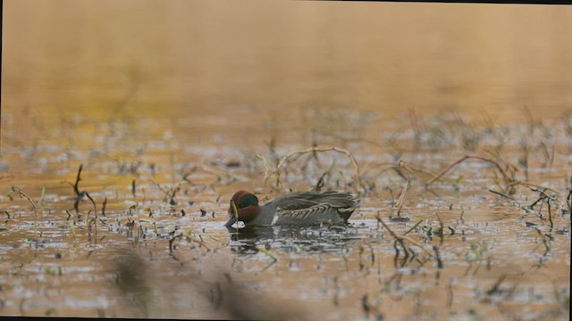 Green-winged Teal - ML611518215