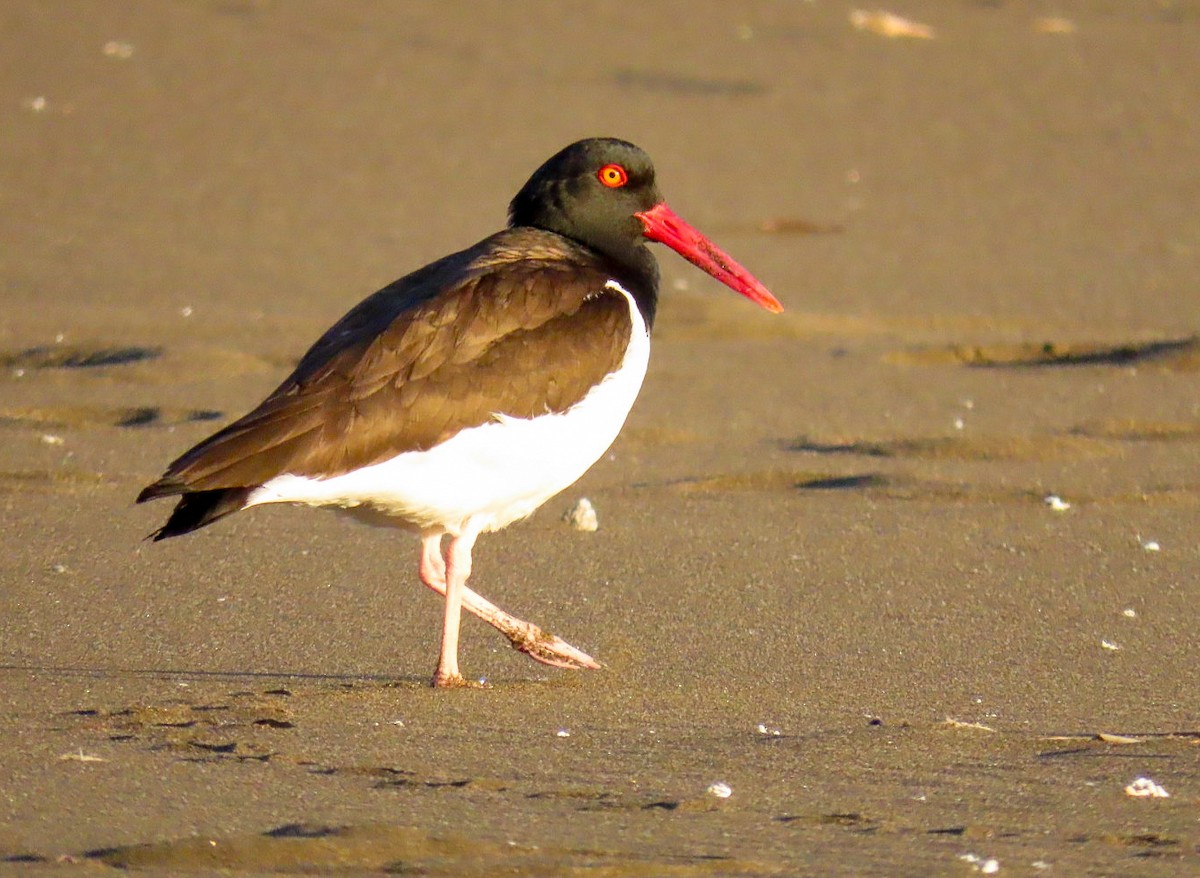 American Oystercatcher - ML611518254