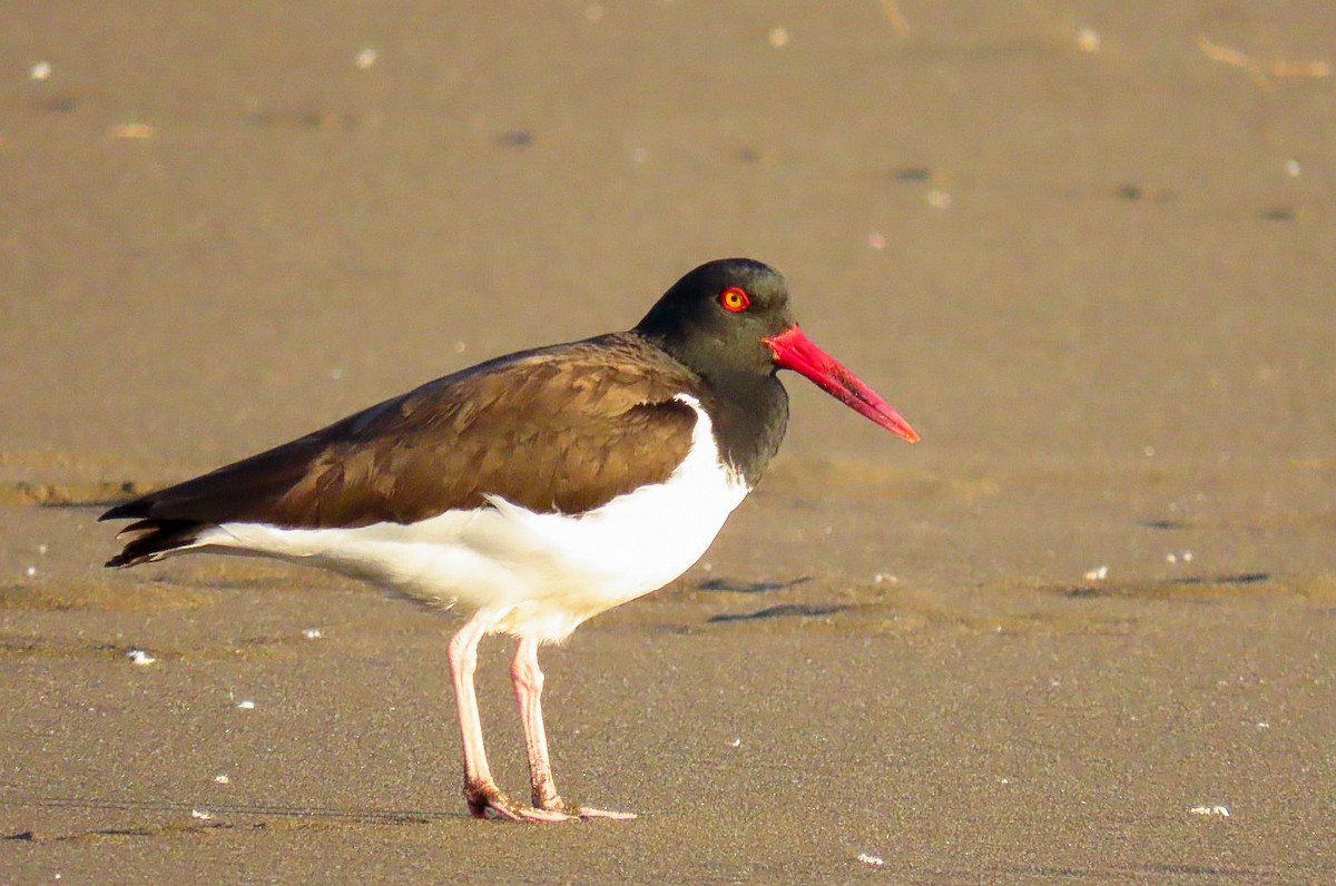 American Oystercatcher - ML611518255