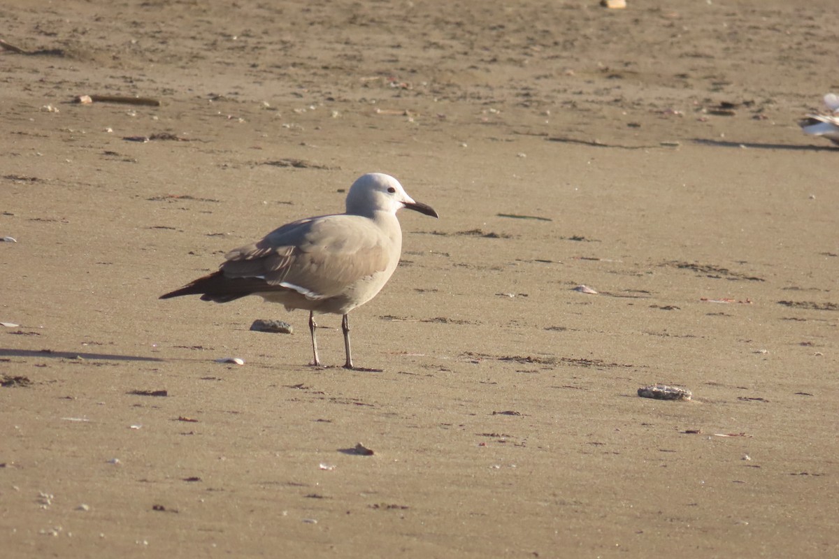 Gray Gull - ML611518283