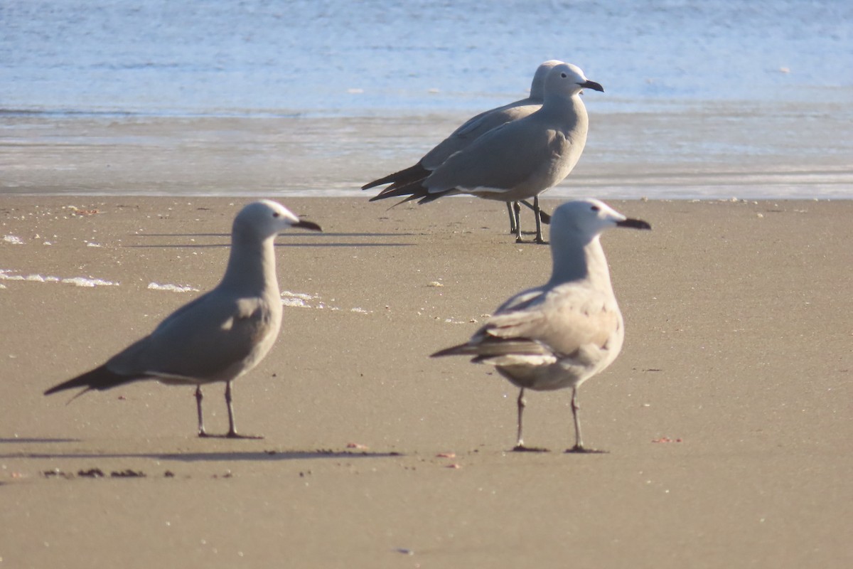 Gray Gull - ML611518284