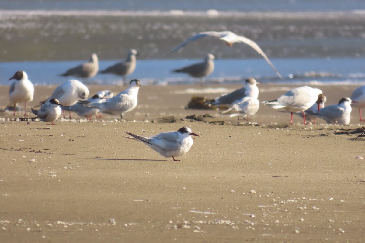 South American Tern - ML611518300
