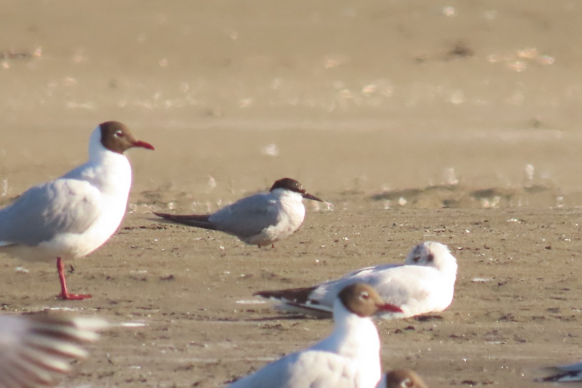 South American Tern - ML611518301
