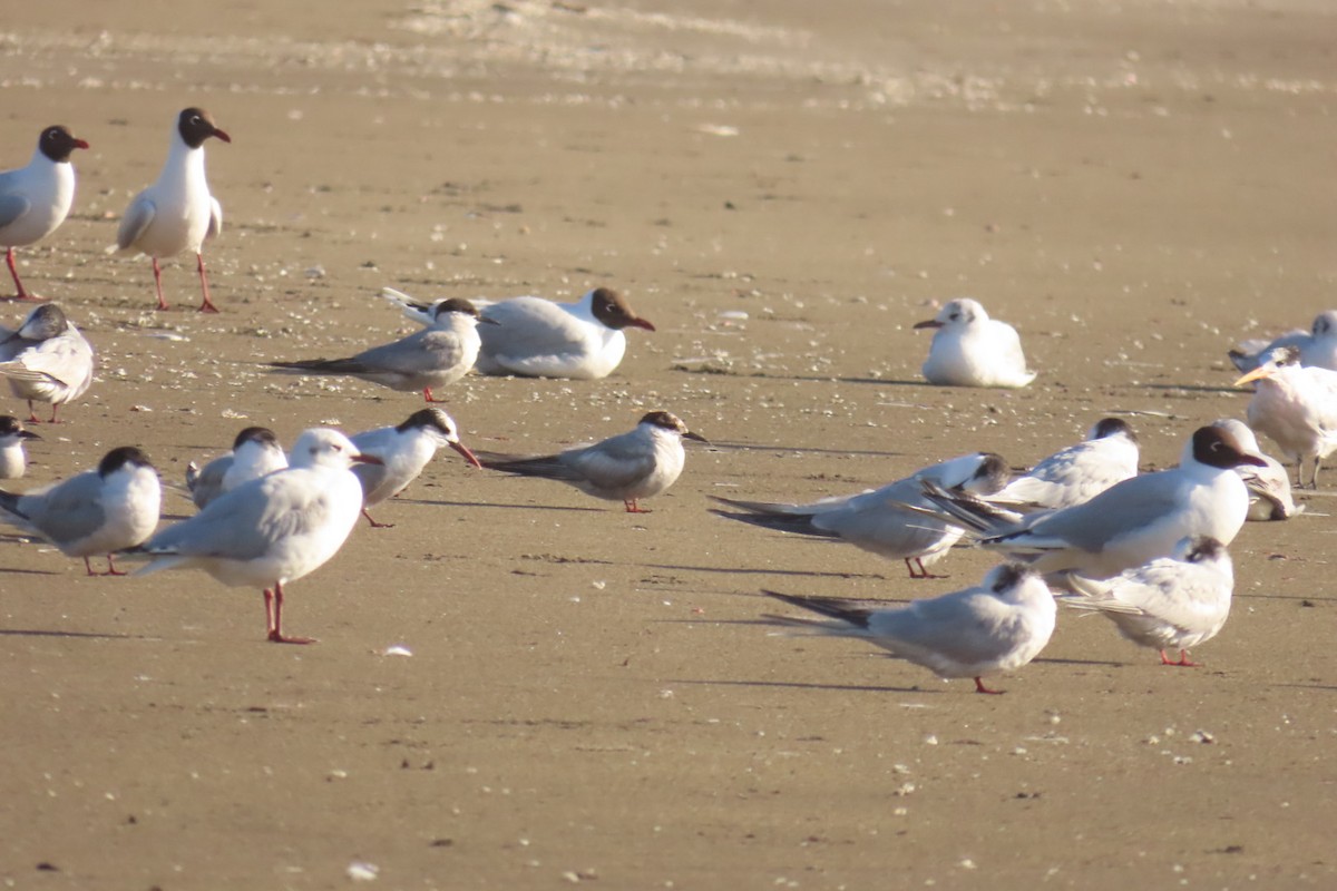 South American Tern - ML611518302