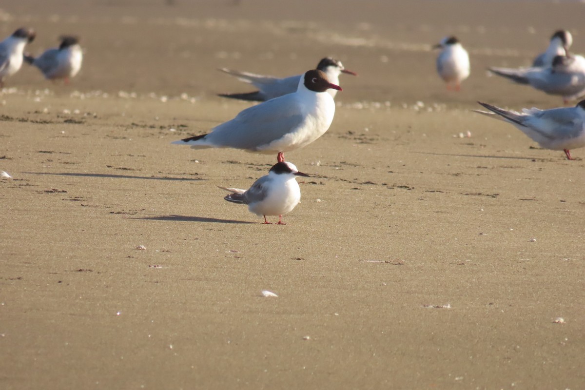 South American Tern - ML611518303