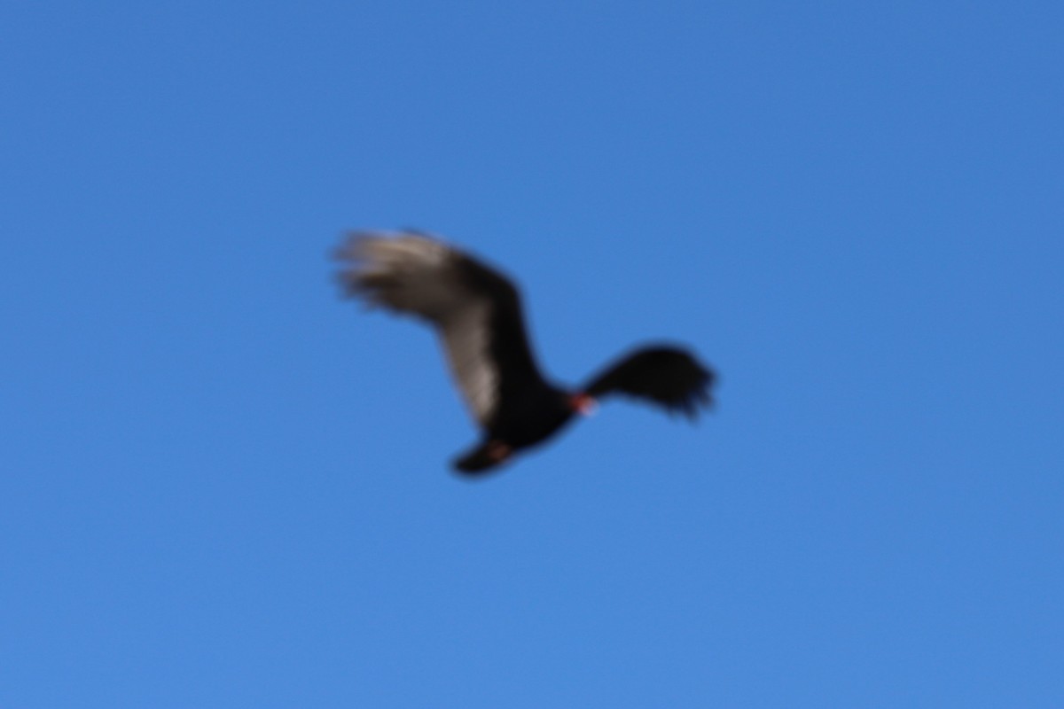 Turkey Vulture - ML611518352