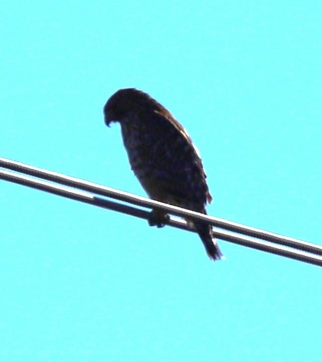 Red-shouldered Hawk - ML611518385