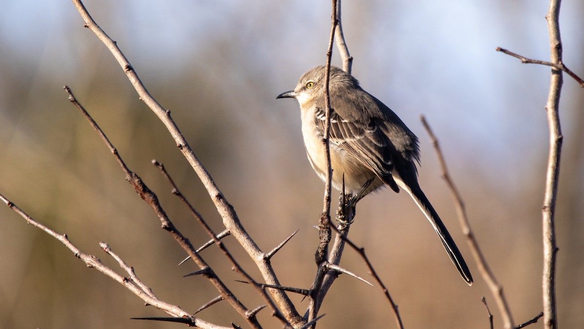 Northern Mockingbird - ML611518566