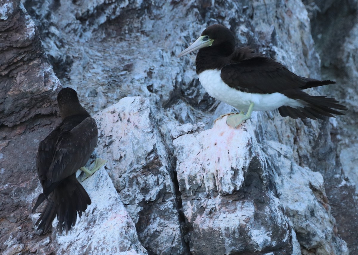 Brown Booby - Chris Overington