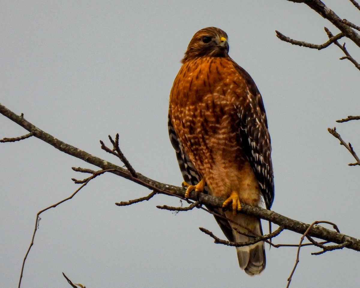 Red-shouldered Hawk - ML611518581